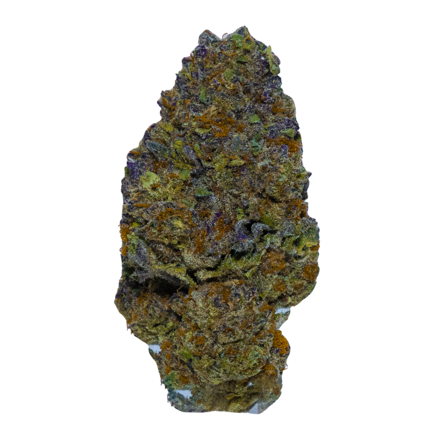 gelato 41 (gold)